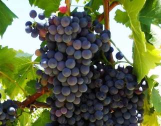 Pinotage-South-African-grape-variety